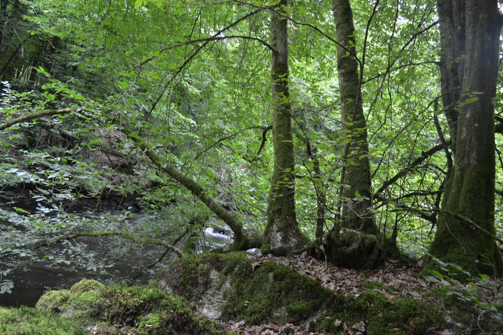 Gite La Clef Des Champs Libin ภายนอก รูปภาพ